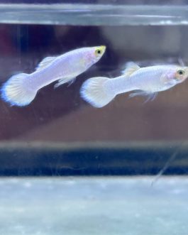 Snow white/ shrilankan white guppy pair