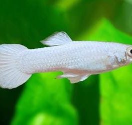 Snow white/ shrilankan white guppy pair