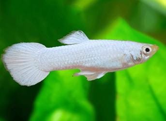 Snow white/ shrilankan white guppy pair
