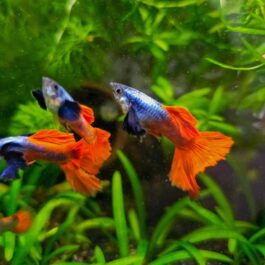 Platinum red halfmoon big ear (Guppy pair)