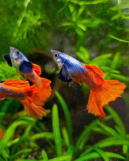 Platinum red halfmoon big ear (Guppy pair)