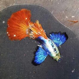 Platinum red halfmoon big ear (Guppy pair)