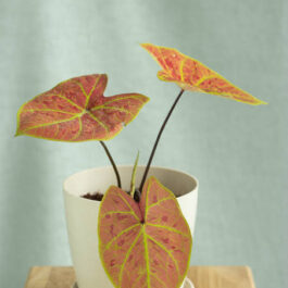 Caladium New Wave (medium jiffy sized plant)