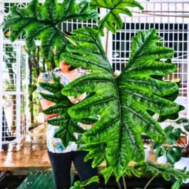 Alocasia Jacklyn (Medium sized jiffy plant)