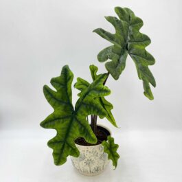 Alocasia Jacklyn (Medium sized jiffy plant)