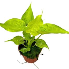 Alocasia cucullata Golden (medium sized jiffy plant)