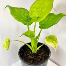 Alocasia cucullata Golden (medium sized jiffy plant)