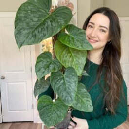 Philodendron Majestic (medium sized single plant)