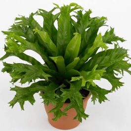 Crissie birds nest fern/Asplenium nidus Crissie (jiffy sized plant)