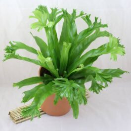 Crissie birds nest fern/Asplenium nidus Crissie (jiffy sized plant)