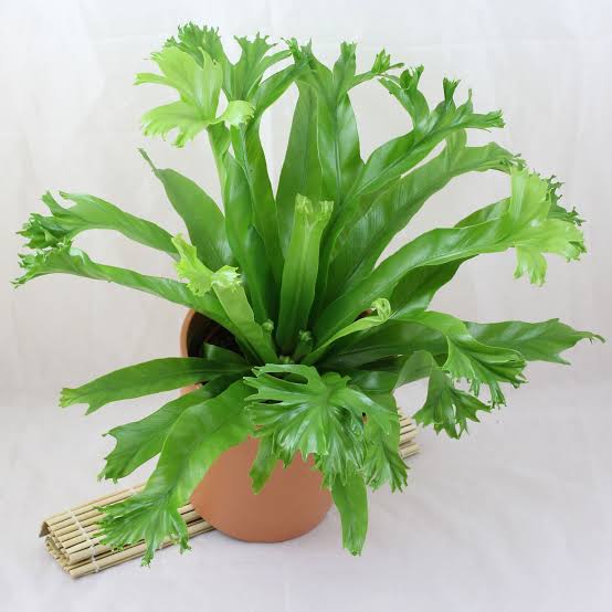 Crissie birds nest fern/Asplenium nidus Crissie (small jiffy sized plant) - Image 2