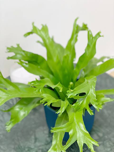 Crissie birds nest fern/Asplenium nidus Crissie (small jiffy sized plant) - Image 3