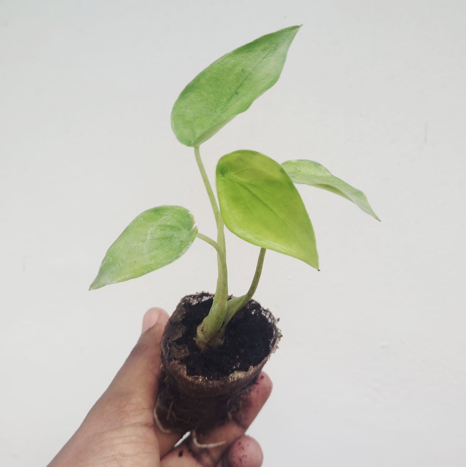 Alocasia cucullata Golden (medium sized jiffy plant) - Image 5