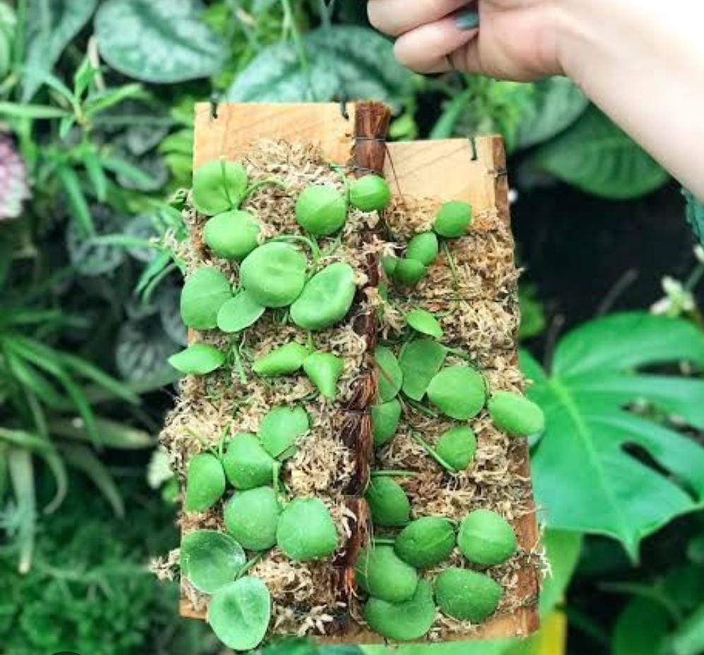 Dischidia Kidney bean/ Dischidia imbricata (jiffy sized) - Image 5