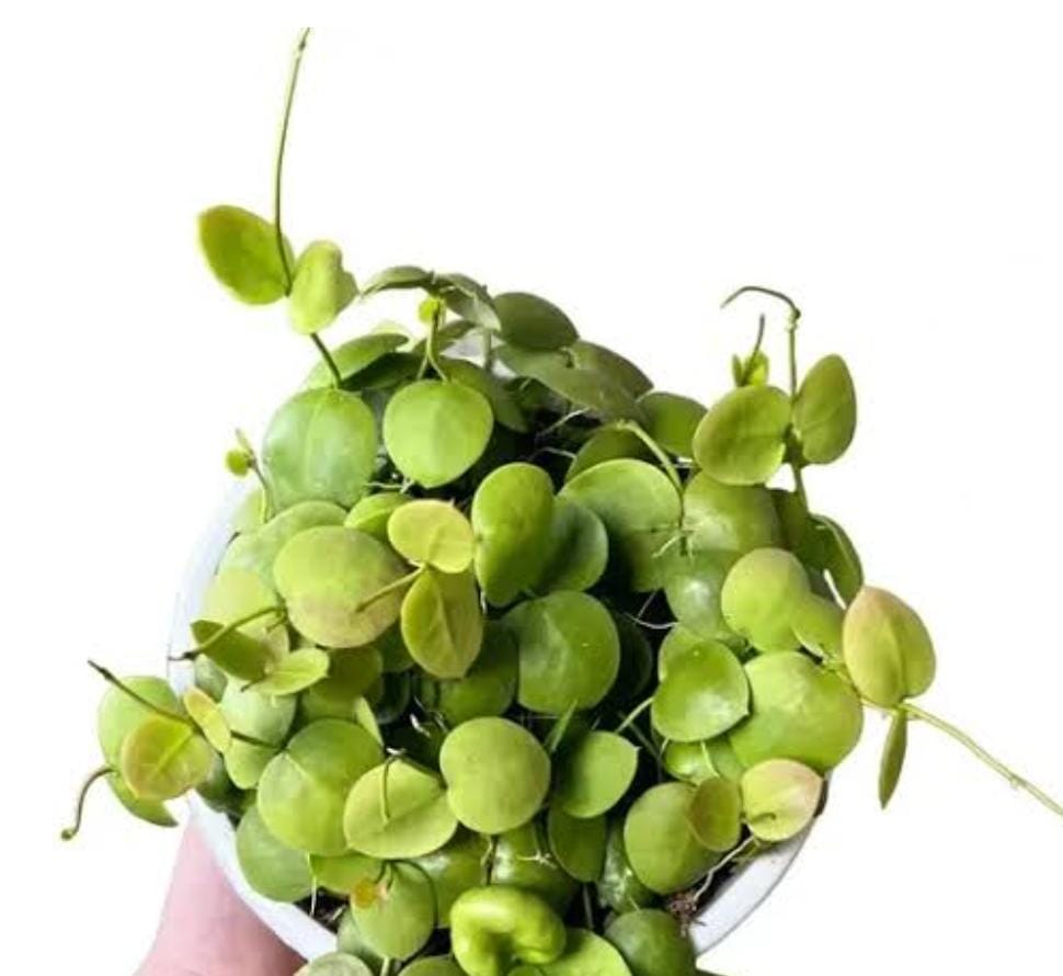 Dischidia Kidney bean/ Dischidia imbricata (jiffy sized) - Image 4