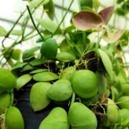 Dischidia Kidney bean/ Dischidia imbricata (jiffy sized)