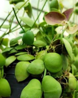 Dischidia Kidney bean/ Dischidia imbricata (jiffy sized)