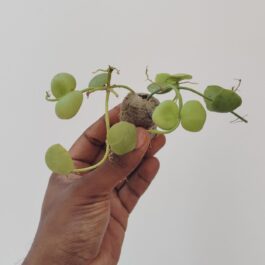 Dischidia Kidney bean/ Dischidia imbricata (jiffy sized)