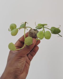 Dischidia Kidney bean/ Dischidia imbricata (jiffy sized)