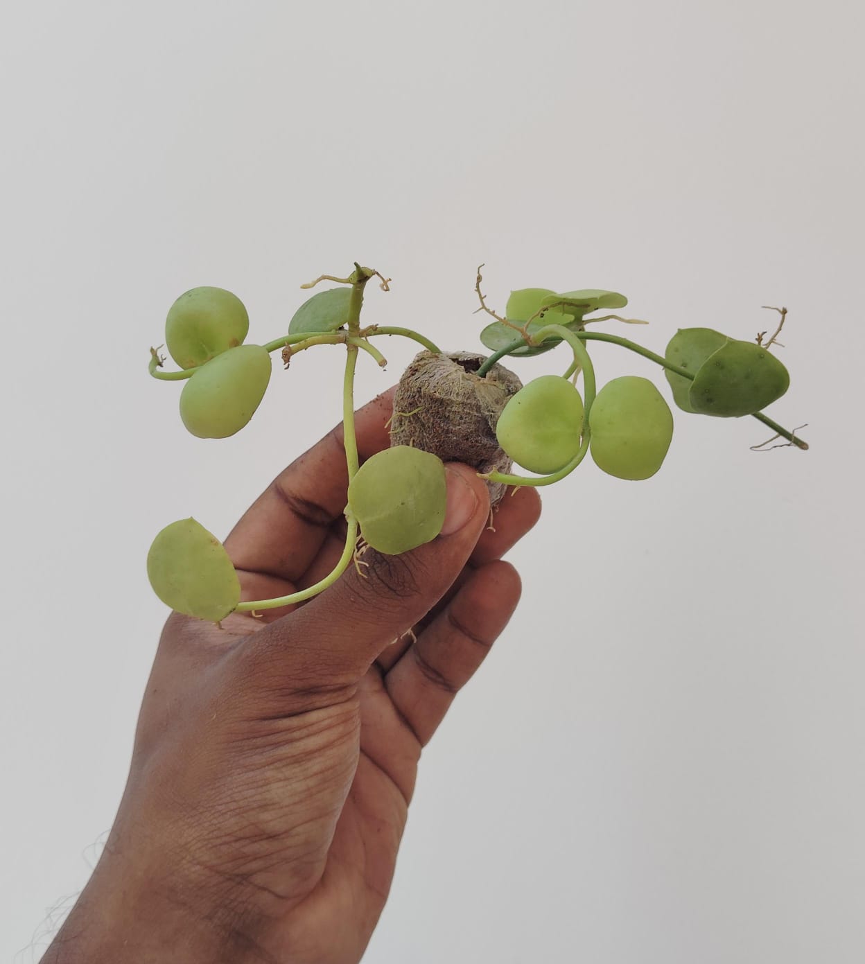 Dischidia Kidney bean/ Dischidia imbricata (jiffy sized) - Image 2