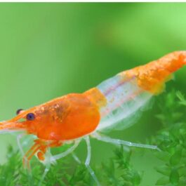 Orange rili shrimp (5 pair)