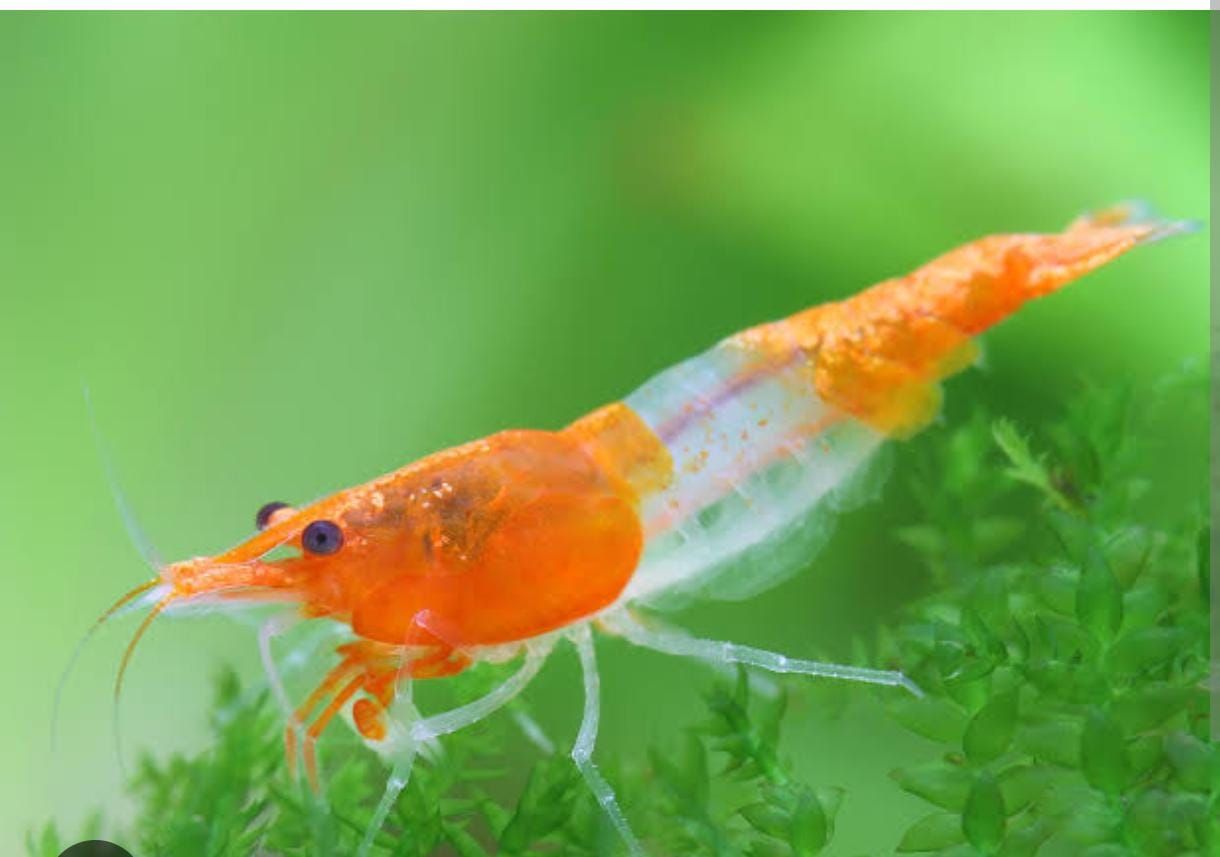 Orange rili shrimp (5 pair)