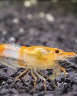 Orange rili shrimp (5 pair)