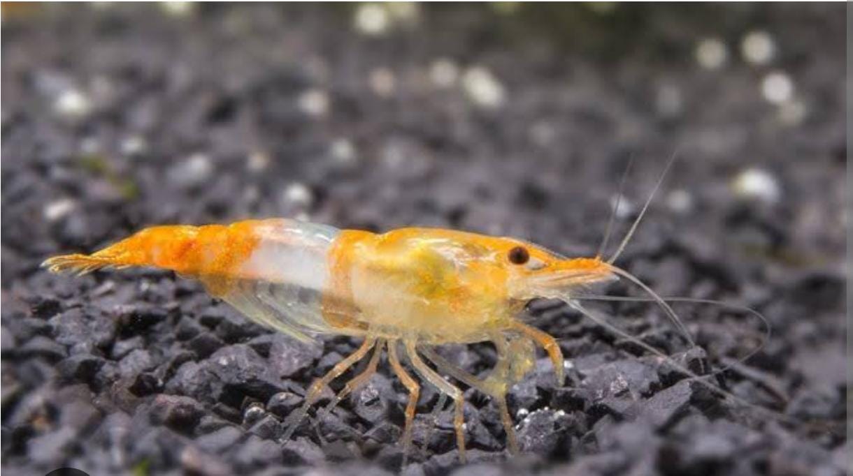 Orange rili shrimp (5 pair) - Image 2