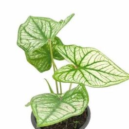 Caladium Thai White (jiffy sized plant)