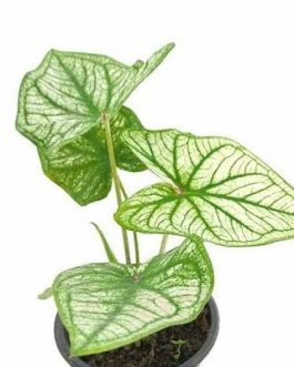 Caladium Thai White (jiffy sized plant)