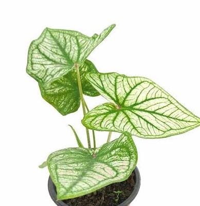 Caladium Thai White (jiffy sized plant)