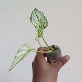 Caladium Thai White (jiffy sized plant)