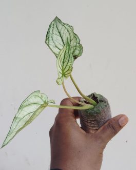 Caladium Thai White (jiffy sized plant)