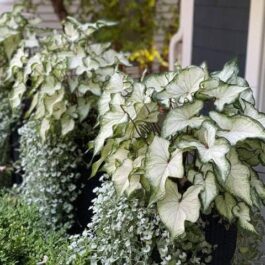 Caladium white wonder (jiffy sized plant)