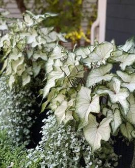 Caladium white wonder (jiffy sized plant)