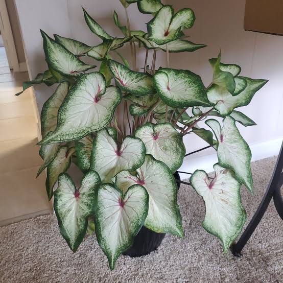 Caladium white wonder (jiffy sized plant) - Image 5