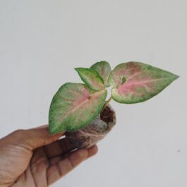 Caladium white wonder (jiffy sized plant)