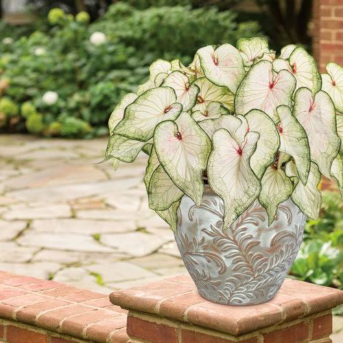 Caladium white wonder (jiffy sized plant) - Image 3