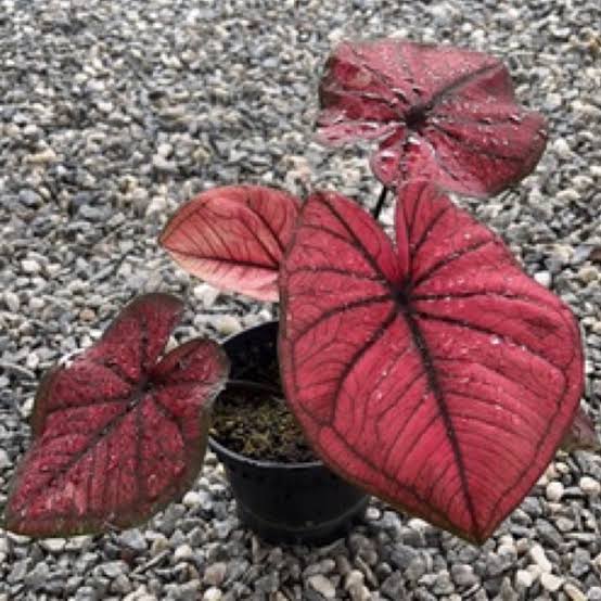 Caladium wang thong (jiffy sized plant)