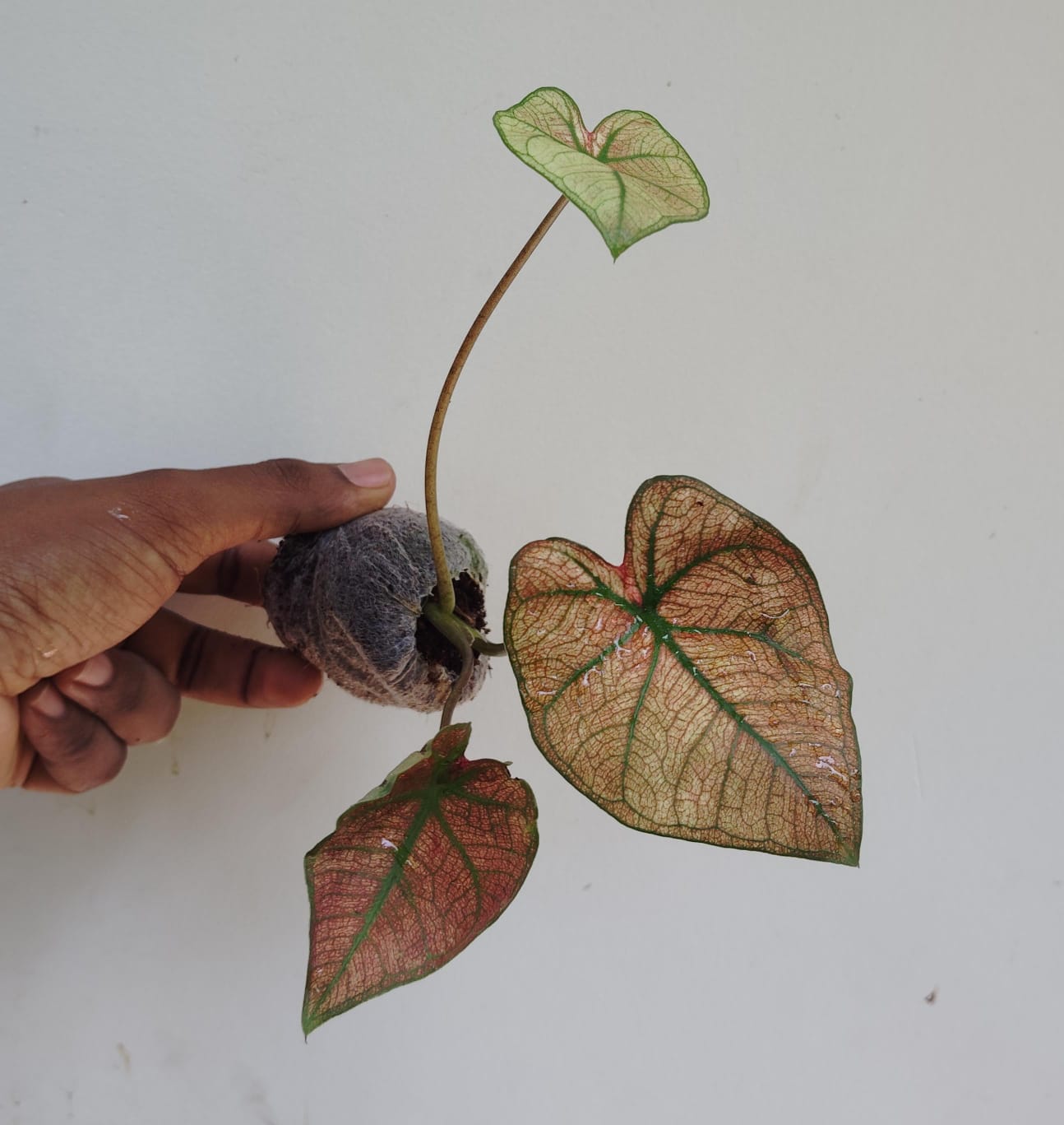 Caladium wang thong (jiffy sized plant) - Image 3