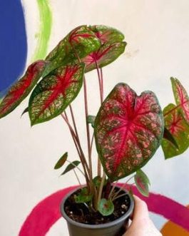 Caladium pink queen (jiffy sized plant)