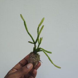 Giant pencil cactus (jiffy sized)