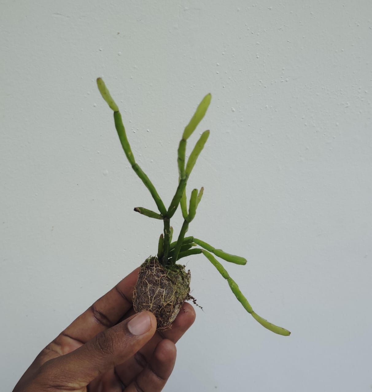 Giant pencil cactus (jiffy sized) - Image 2