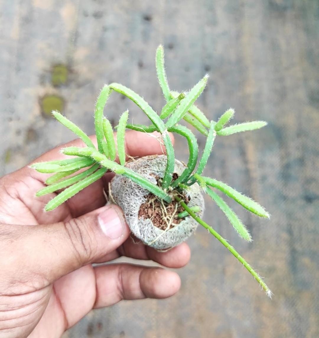 Giant pencil cactus (jiffy sized) - Image 3