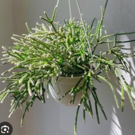 Giant pencil cactus (jiffy sized)