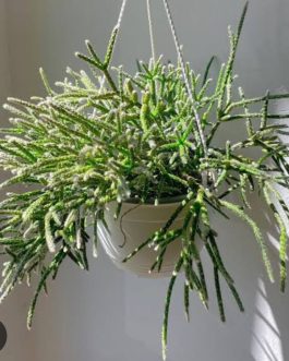 Giant pencil cactus (jiffy sized)