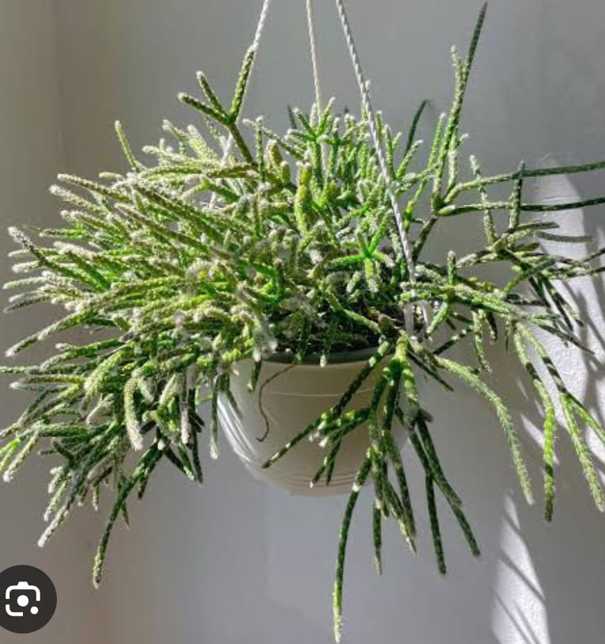 Giant pencil cactus (jiffy sized)