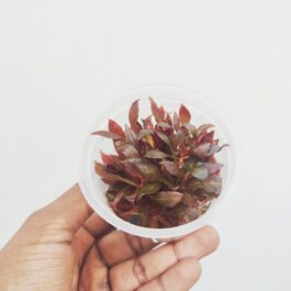 Alternanthera Reineckii Variegated (tc cup)