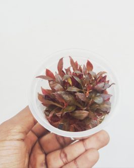 Alternanthera Reineckii Variegated (tc cup)