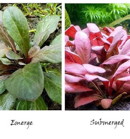 Samolus Parviflorus Red (tc cup) - Image 3